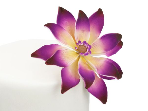 Feinzucker Blüte Tropische Seerose