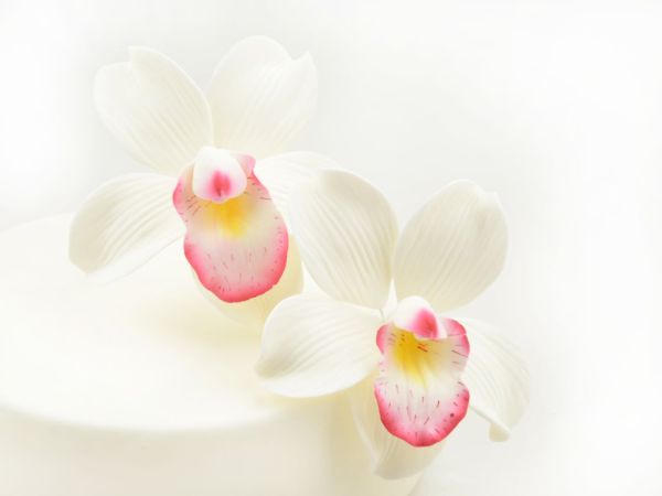 Feinzucker Blüten Cymbidium Orchid 2er